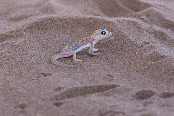 Namib sand gecko near Swakopmund, Namibia