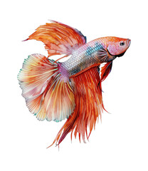 betta fish watercolor digital painting good quality