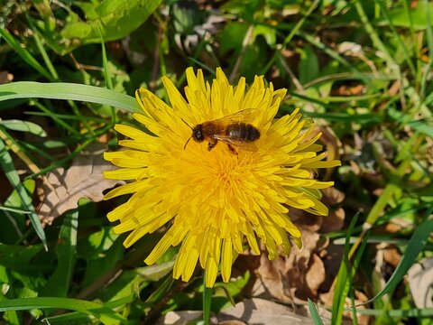 Biene auf L&ouml;wenzahnbl&uuml;te