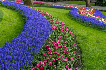 Jardin botanique aux tulipes de Keukenhof  , à Lisse  aux Pays-Bas