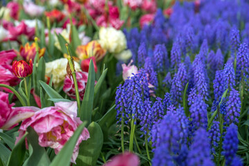 Jardin botanique aux tulipes de Keukenhof  , à Lisse  aux Pays-Bas