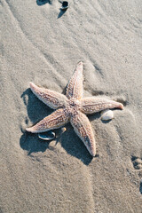 Starfish on the Beach Closeup in Bright Sunlight