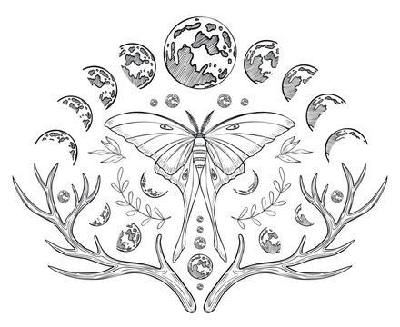 Mystical luna Moth with Moon phases. Vector illustration of a night butterfly with wings. Drawing of celestial magical composition for prints painted by black inks in linear style. Monochrome etching.