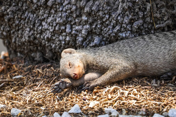 Sleeping mongoose in the Etosha National Park, Namibia - obrazy, fototapety, plakaty