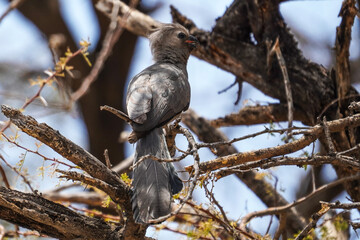 Go-away bird in the Etosha National Park, Namibia