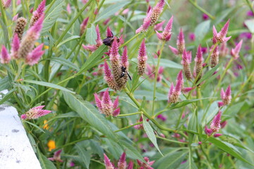 pink flowers in the garden