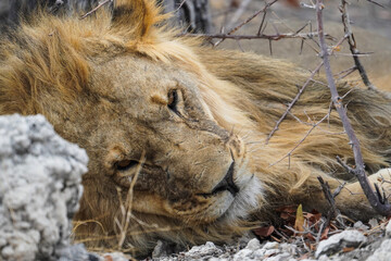 Sleepy lion in the Etosha National Park, Namibia