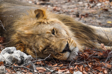 Sleepy lion in the Etosha National Park, Namibia - obrazy, fototapety, plakaty