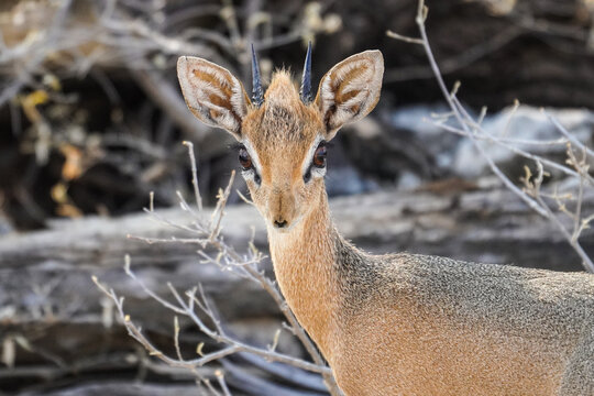 Dik Dik in the Etosha National Park, Namibia