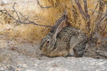 Rabbit in the Etosha National Park, Namibia - obrazy, fototapety, plakaty