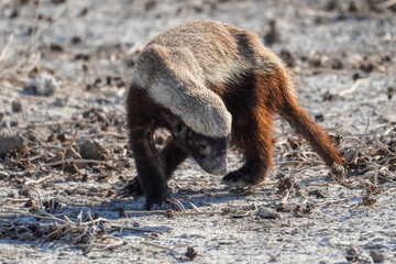 Honey badger in the Etosha National Park, Namibia