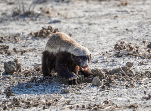 Honey badger in the Etosha National Park, Namibia