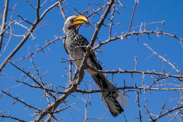 Southern yellow-billed hornbill, Etosha National Park, Namibia