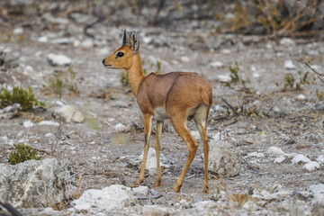 Steenbok in the Etosha National Park, Namibia