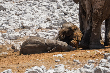 Elephant babies, Etosha National Park, Namibia - obrazy, fototapety, plakaty