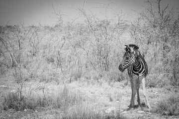 Black and white zebra in Etosha National Park, Namibia