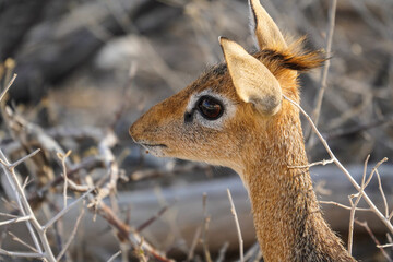 Dik Dik in the Etosha National Park, Namibia