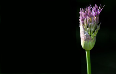 Budding bud of an Allium flower with stem on dark green foliage background. Young Giant Purple...