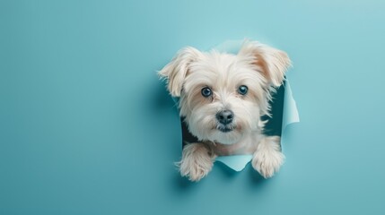 Adorable white fluffy dog peeking curiously through a hole in bright blue paper, looking at the camera.

