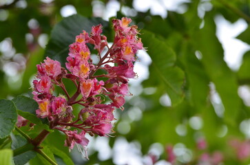 a beautiful view of a red flowering chestnut tree, Aesculus pavia
