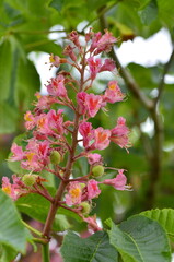 a beautiful view of a red flowering chestnut tree, Aesculus pavia