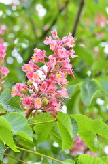close up, tree Aesculus pavia
