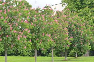 close up, tree Aesculus pavia