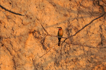 Southern carmine bee-eater, Chobe National Park, Botswana