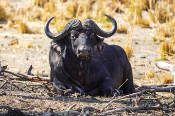 Buffalo in the Buffalo Core Area, Bwabwata National Park, Namibia