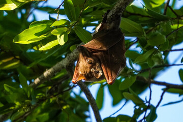 Fruit bat in the Caprivi, Namibia