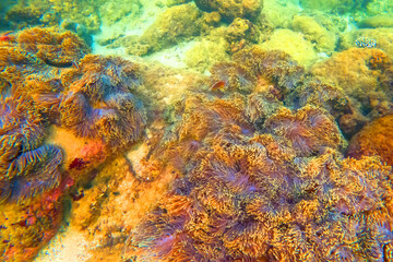 Sea anemone tentacles colony settlements in their natural habitat warm tropical waters on rocks corals reef