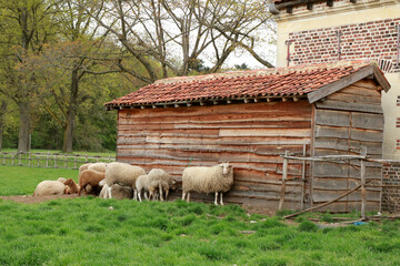 sheep in front of an ancient barn in Bokrijk, Genk, Belgium