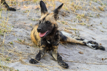 African wild dog in the Bwabwata National Park, Namibia