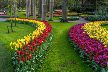 Jardin botanique aux tulipes de Keukenhof , à Lisse aux Pays-Bas	