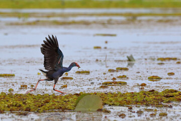Western Swamphen bird living in the swamp. - Powered by Adobe