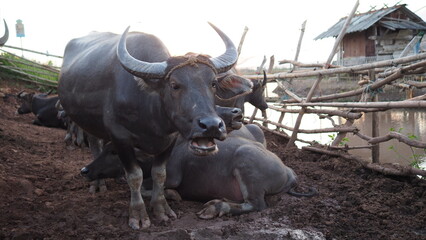 Thai buffalo with identity natural habitat