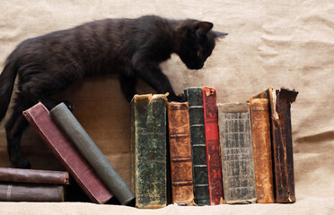 Kitten And Books