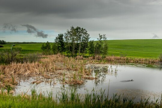 Ponds and farm lands on the prairie Kneehill County Alberta Canada