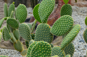 cactus in a tropical garden or park, succulent plants in nature