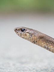 Culebra escalera / serpiente