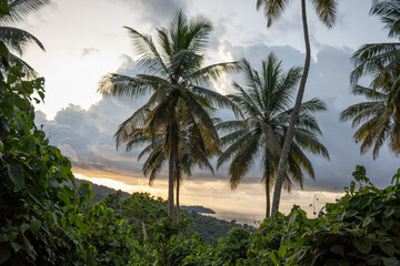 Fototapeta na wymiar Floresta com palmeiras numa ilha, céu com nuvens mas ensolarado, pôr do sol 