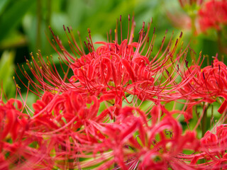 高画質なヒガンバナの写真