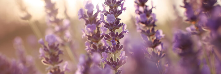 Macro photography of purple lavender flowers in a field. Generative AI