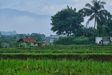 Rice Fields Ready for Planting with Mountain View