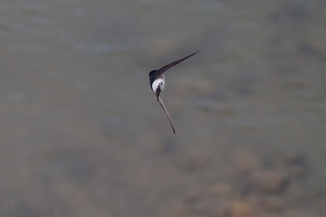 A common house martin in flight. house martin in the air with open wings. Black and white birds. Delichon urbicum.
