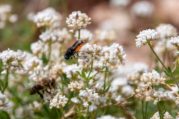 An insect like fly with black orange and blue colours. Insect on white flower.