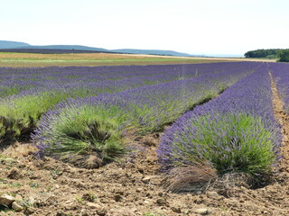Paysage de Provence avec les champs de lavande