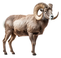 PNG Bighorn Sheep sheep livestock wildlife.