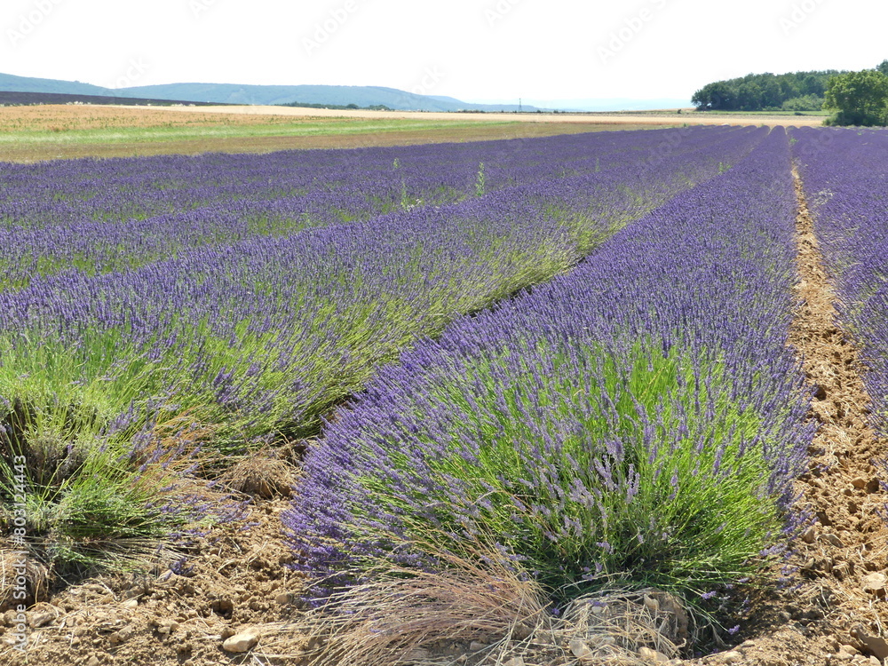 Canvas Prints paysage de provence avec les champs de lavande