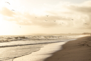 Praia vazia com gaivotas a voar, água do mar com ondas e areia sem pessoas, com uma neblina do mar a entrar pela praia, ao fim de tarde